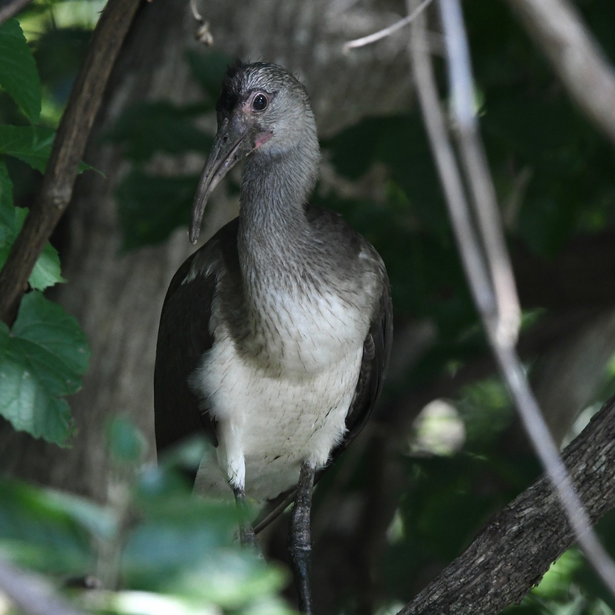 Ibis Blanco - ML467512291