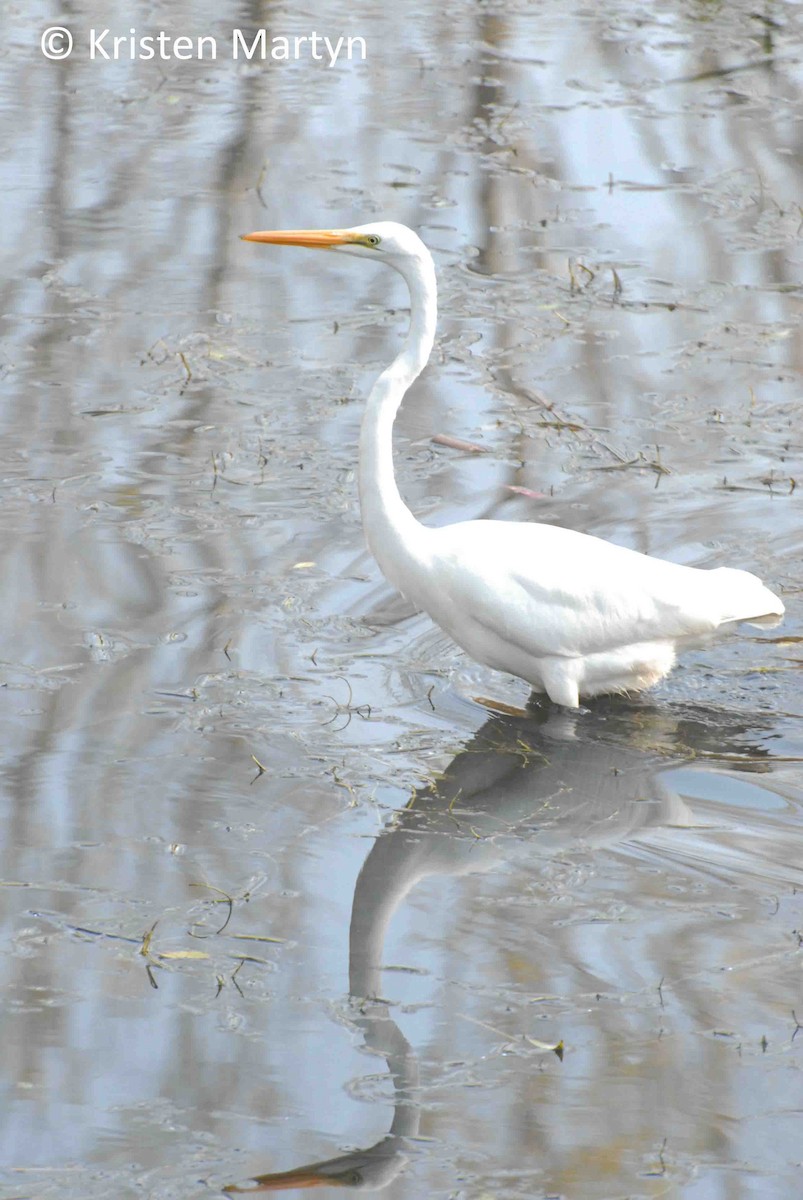 Great Egret (American) - Kristen Martyn