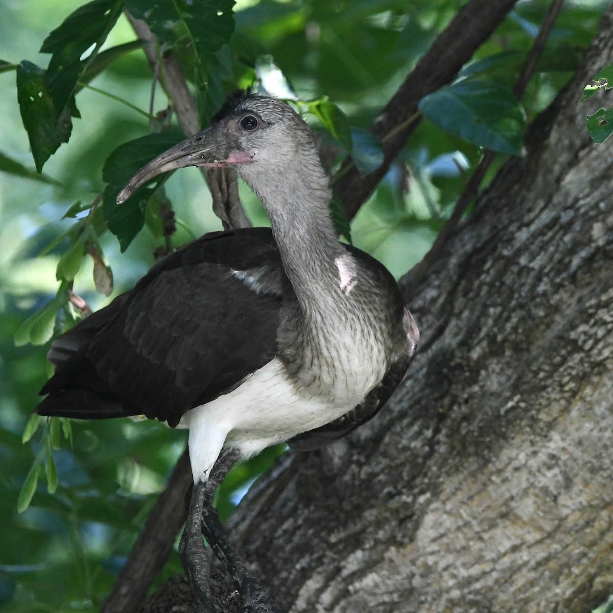 Ibis Blanco - ML467512691