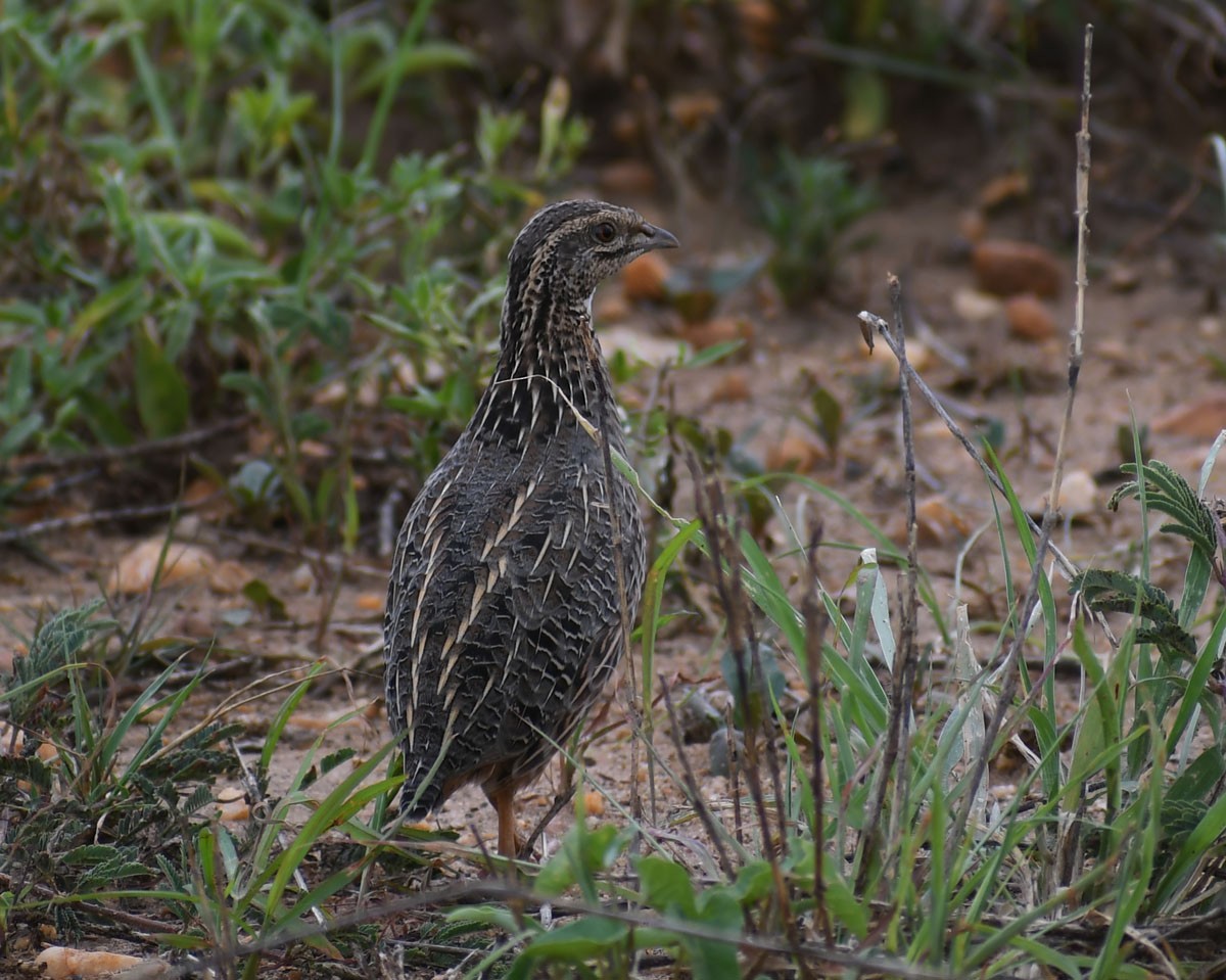 Harlequin Quail - ML467512941