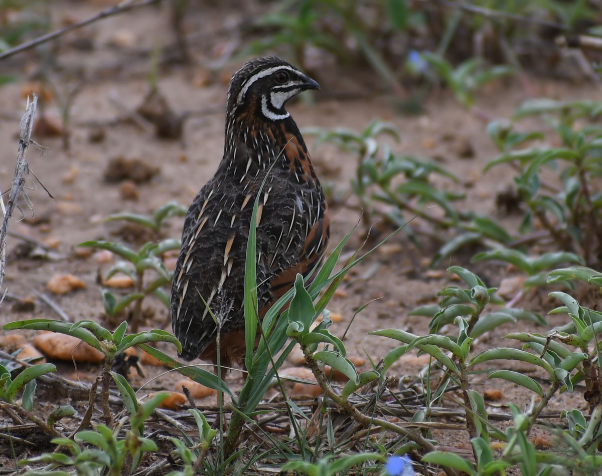 Harlequin Quail - ML467512961