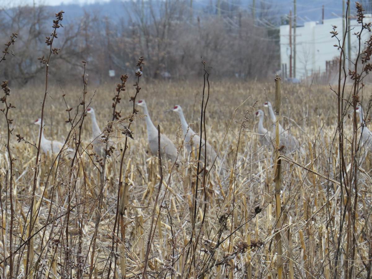 Sandhill Crane - ML46751441