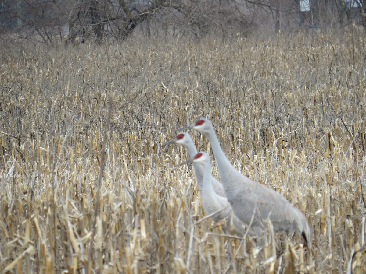 Sandhill Crane - ML46751461