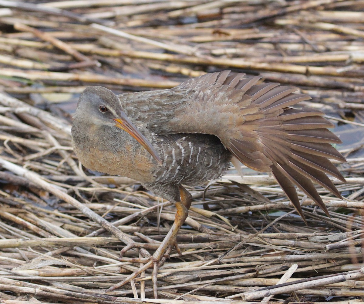 Clapper Rail (Atlantic Coast) - Lucas Corneliussen