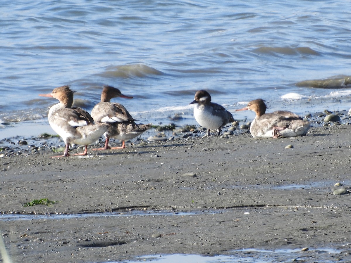 Red-breasted Merganser - ML467519321