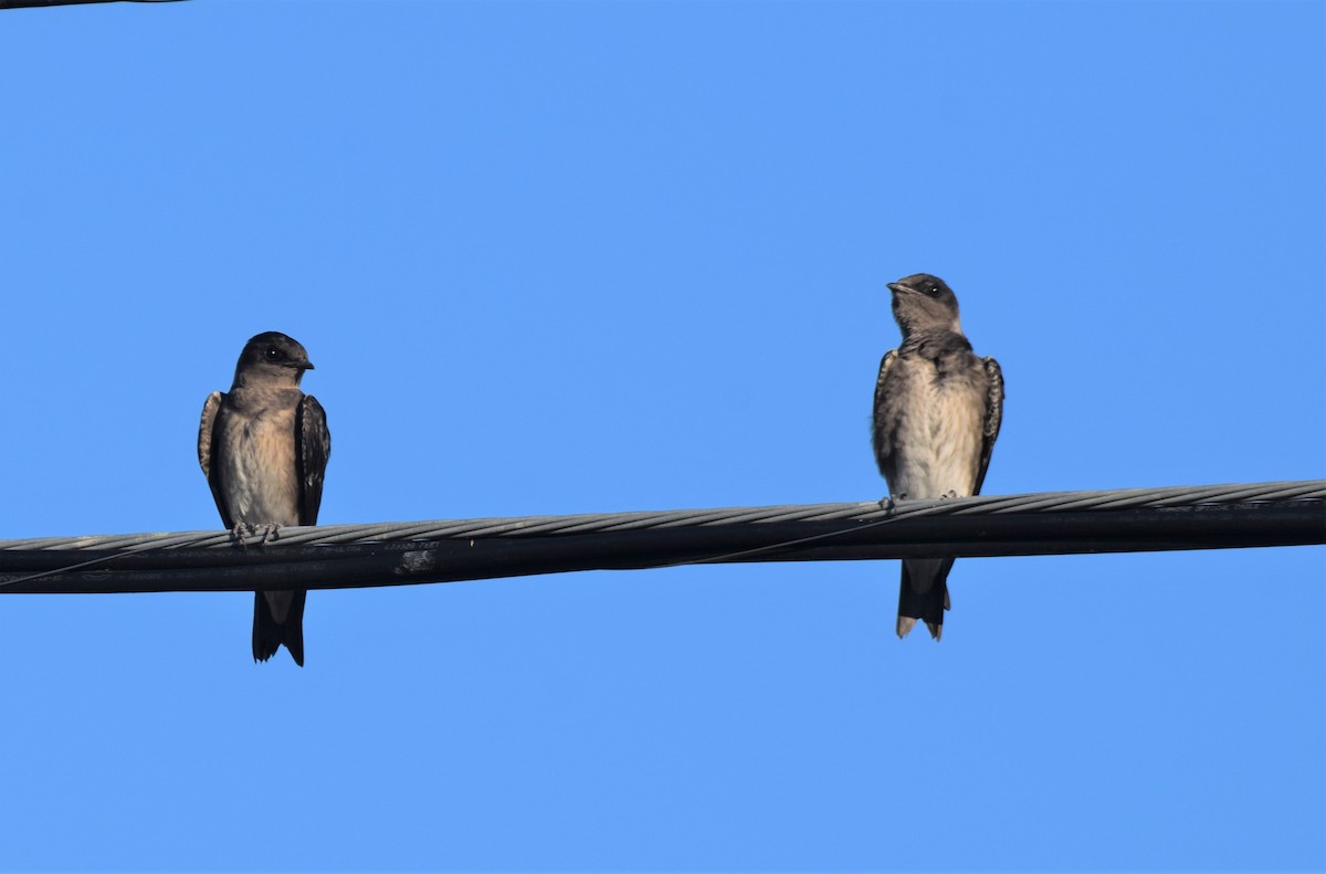 Purple Martin - ML467519341