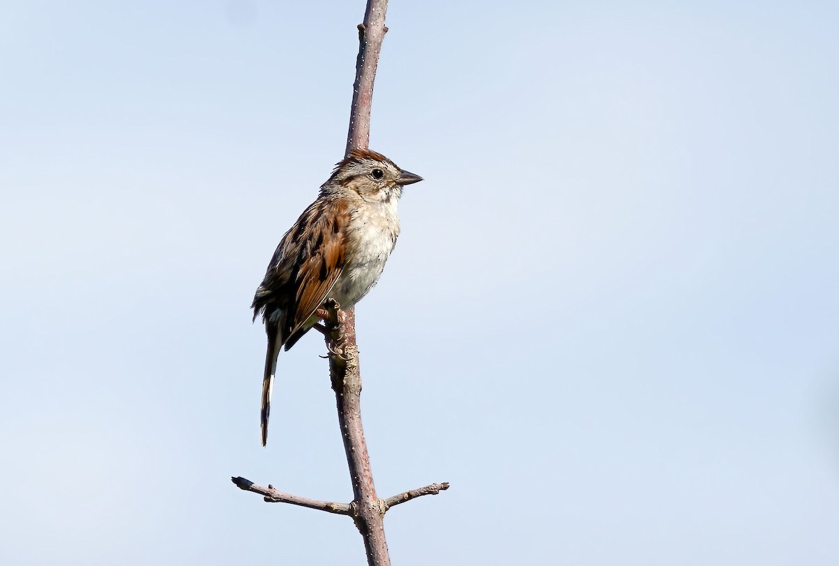 Swamp Sparrow - ML467519721