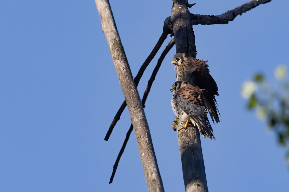 American Kestrel - ML467519791