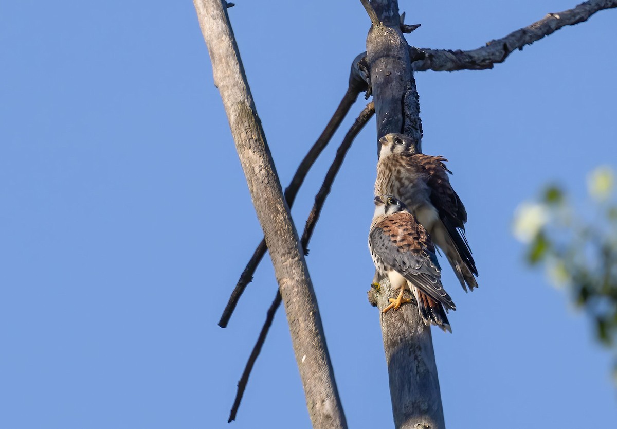 American Kestrel - ML467519801
