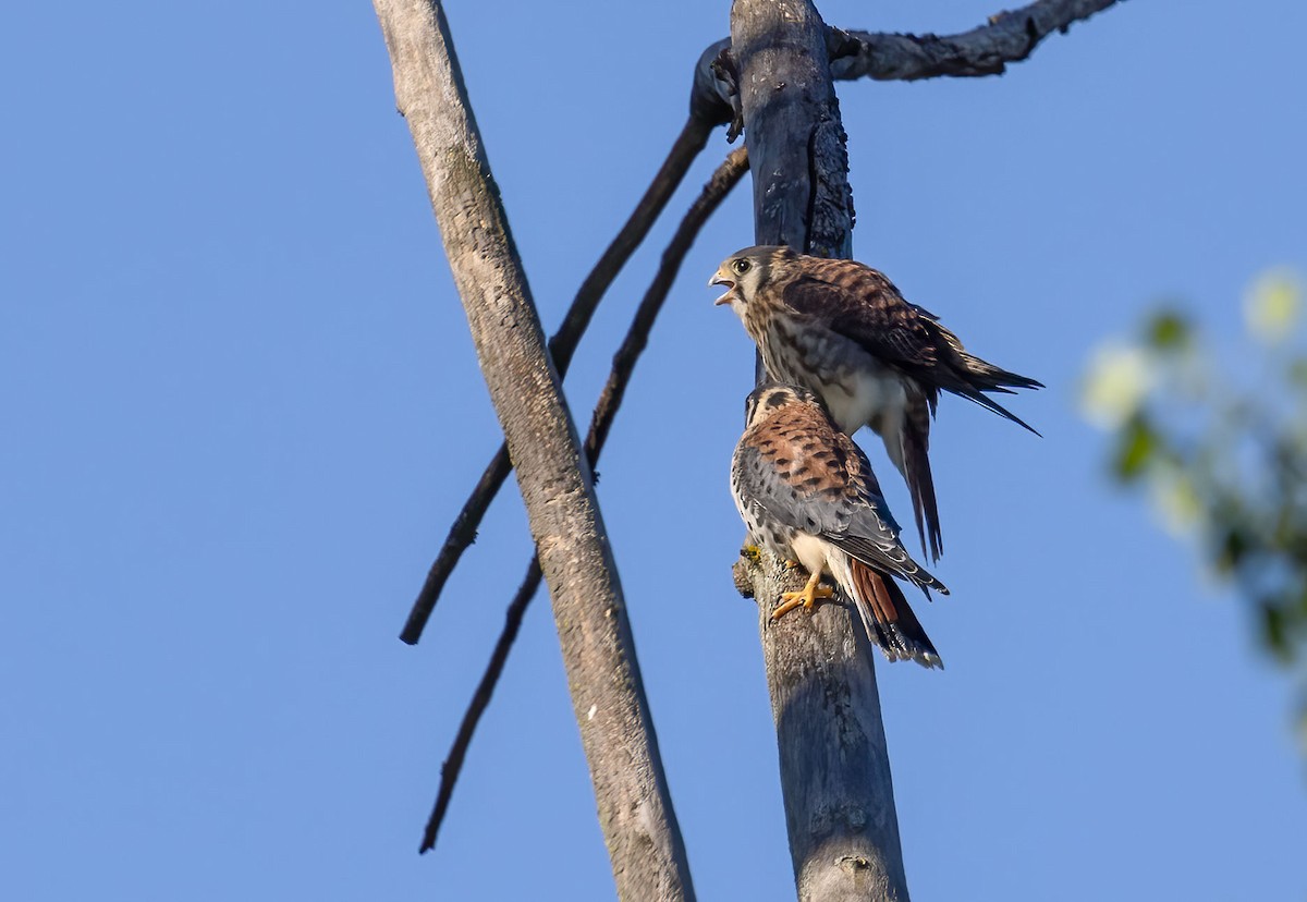 American Kestrel - ML467519811