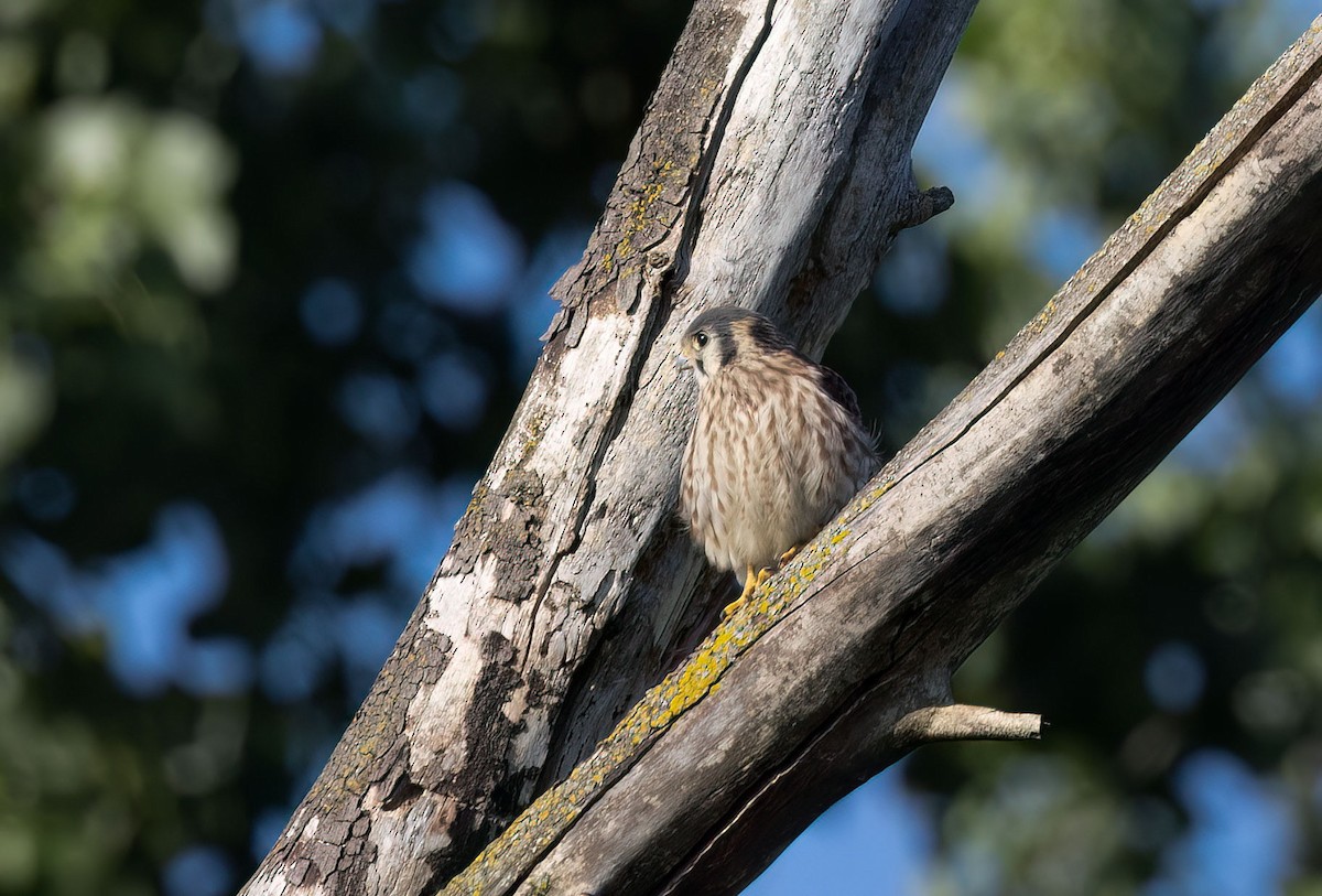 American Kestrel - ML467519821