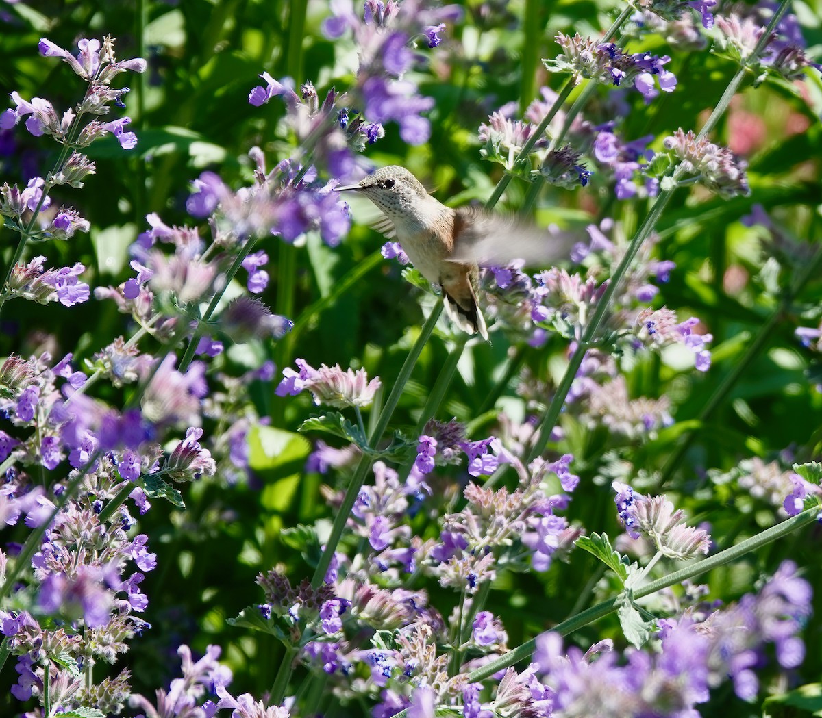 Calliope Hummingbird - Andrew Bailey