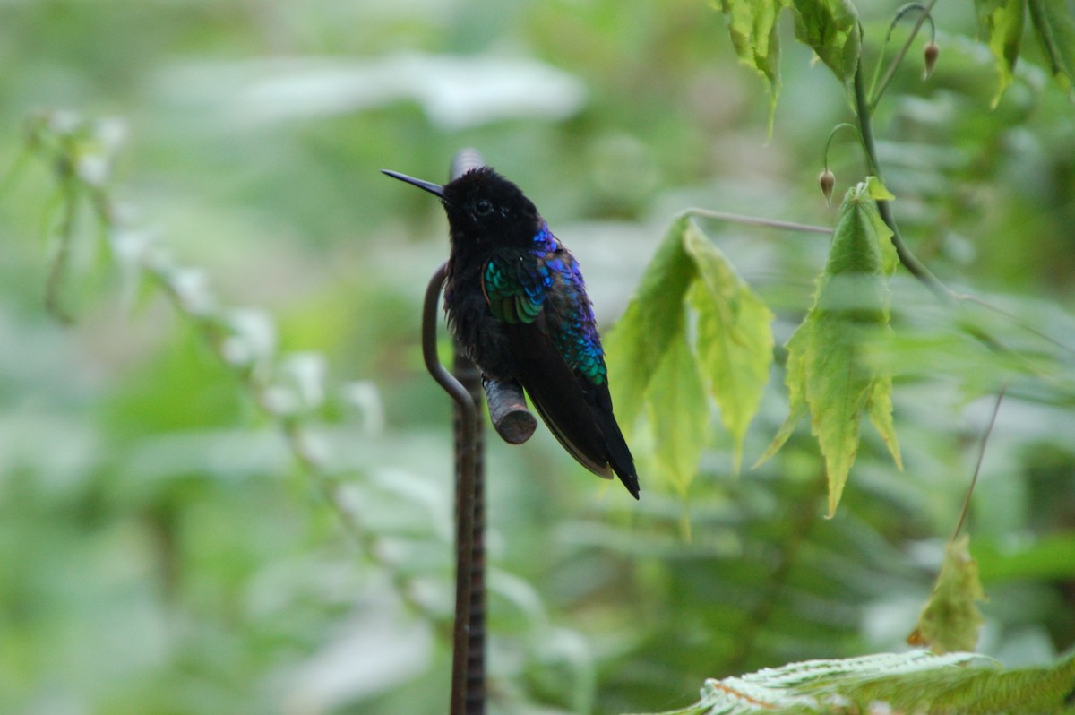 Velvet-purple Coronet - Kendra Kocab