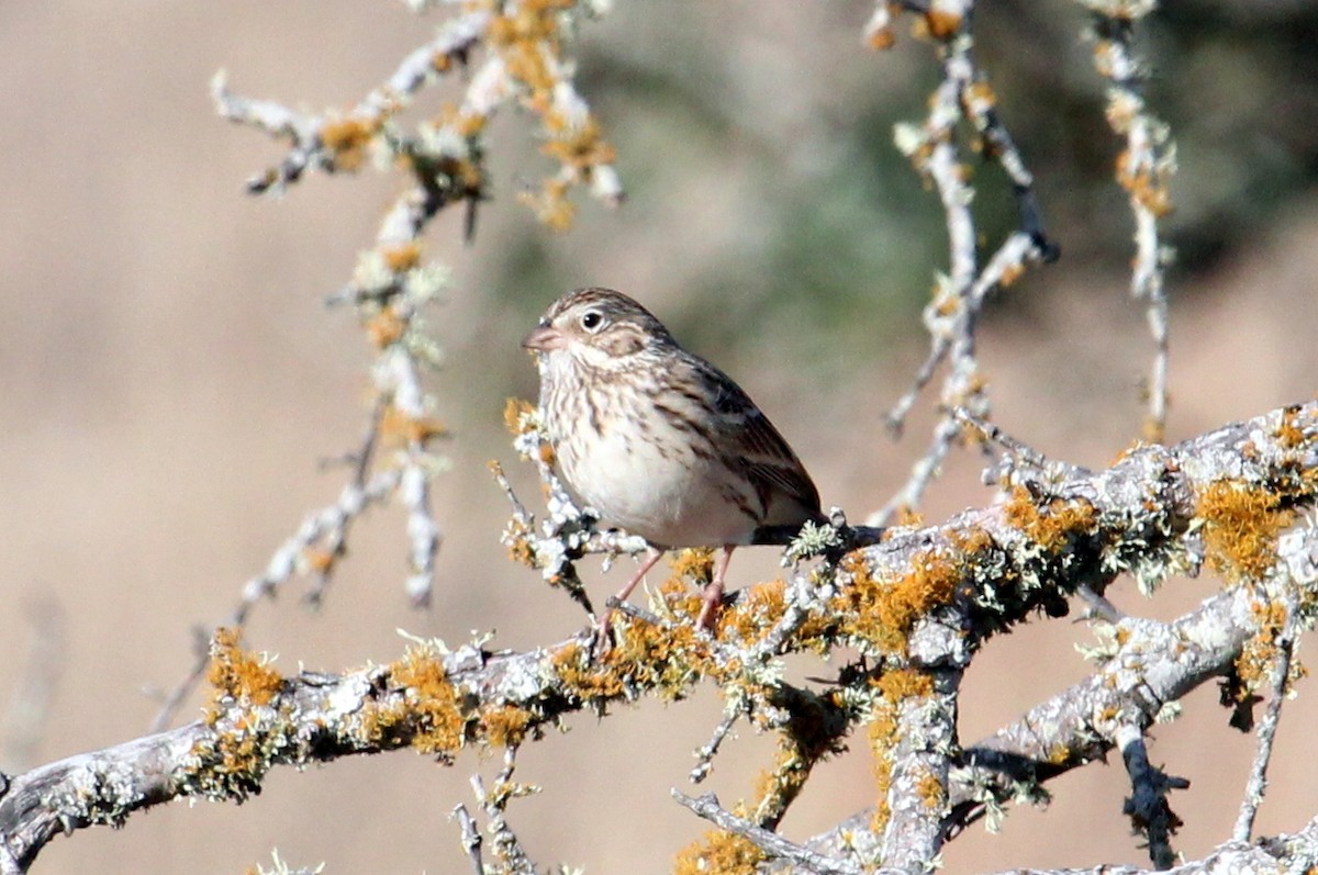 Vesper Sparrow - Mark Scheuerman