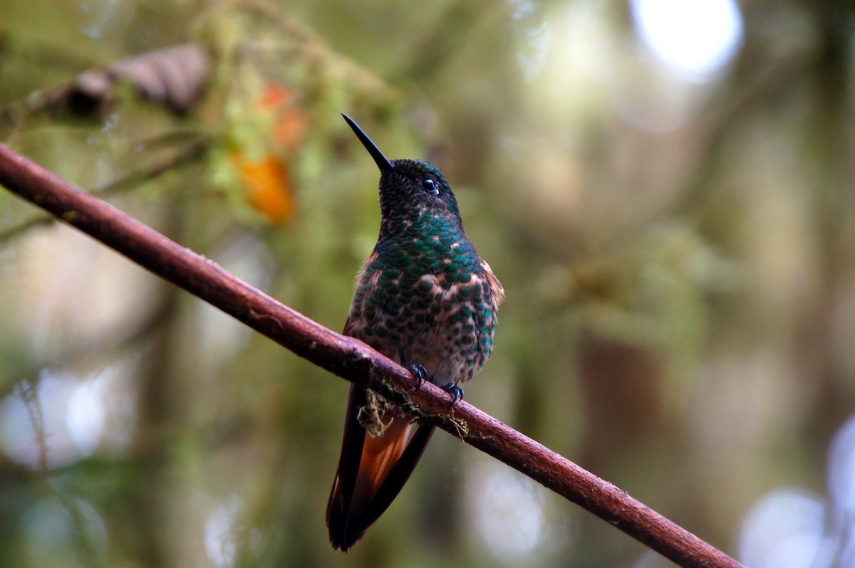 Buff-tailed Coronet - Kendra Kocab