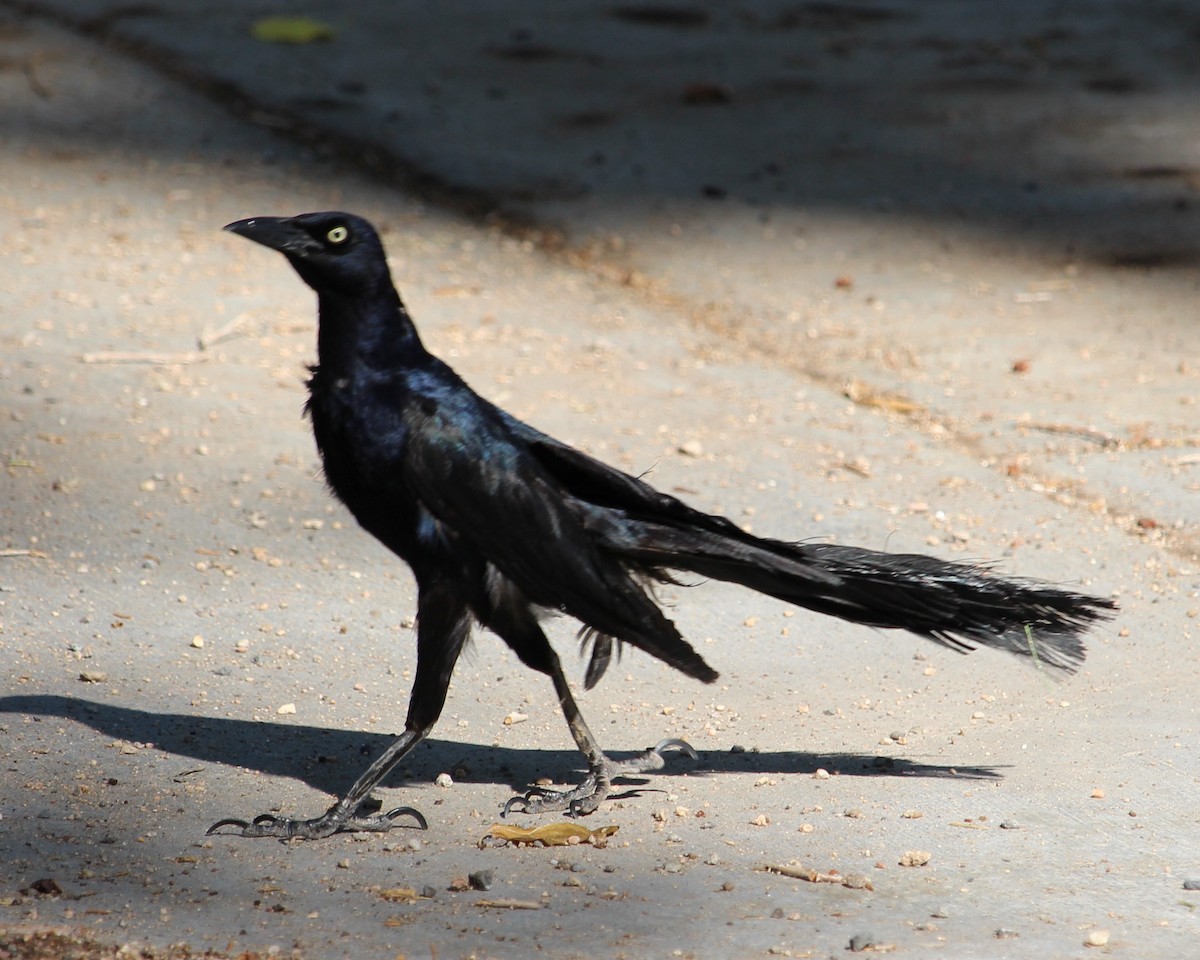 Great-tailed Grackle - ML467523311
