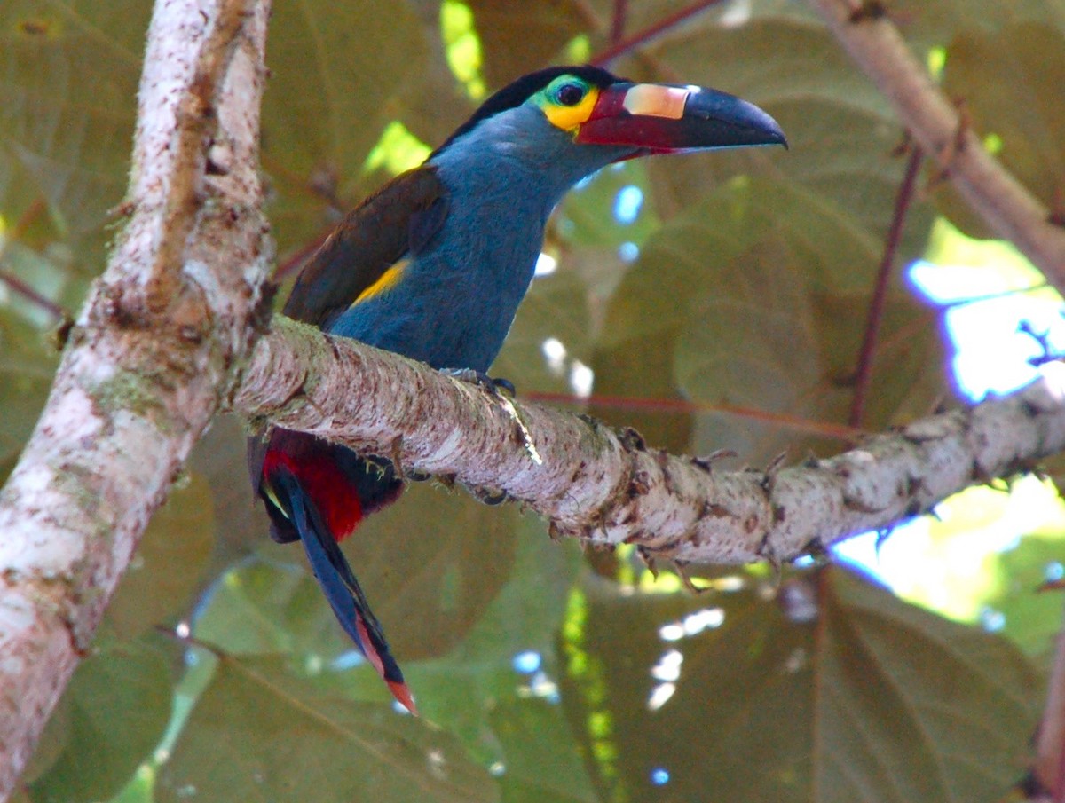 Plate-billed Mountain-Toucan - ML46752351