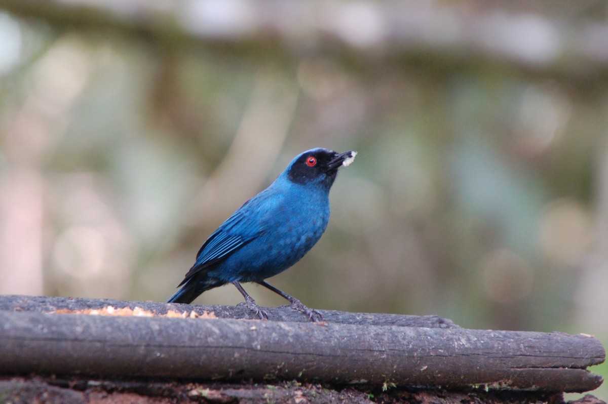 Masked Flowerpiercer - ML46752361