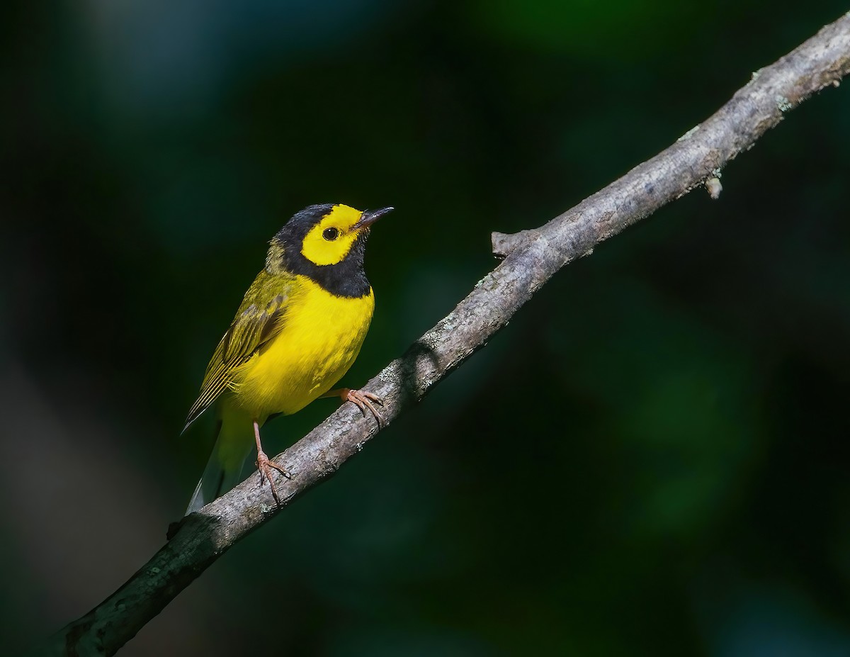 Hooded Warbler - Brian Smith