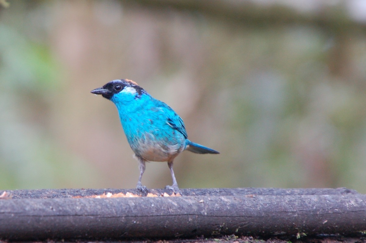 Golden-naped Tanager - Kendra Kocab