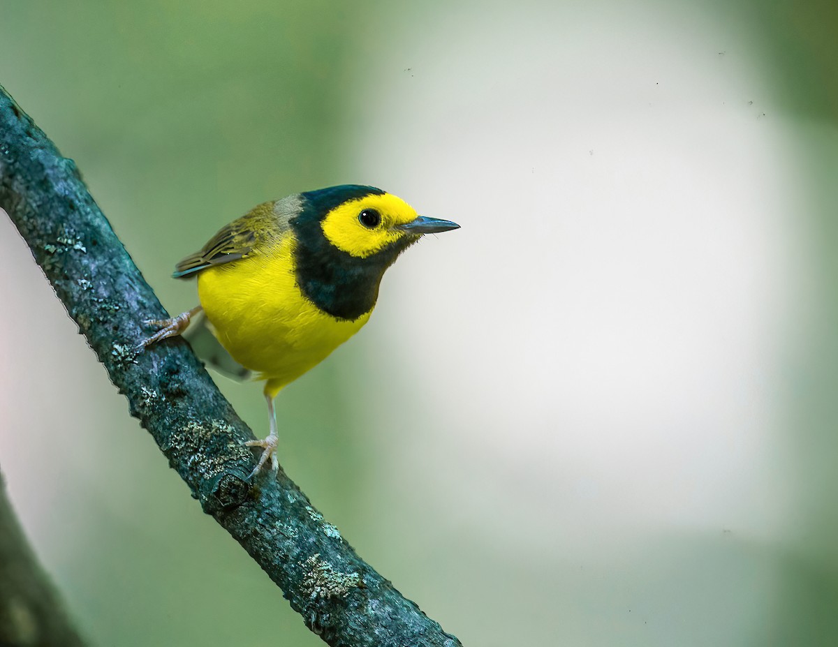 Hooded Warbler - Brian Smith