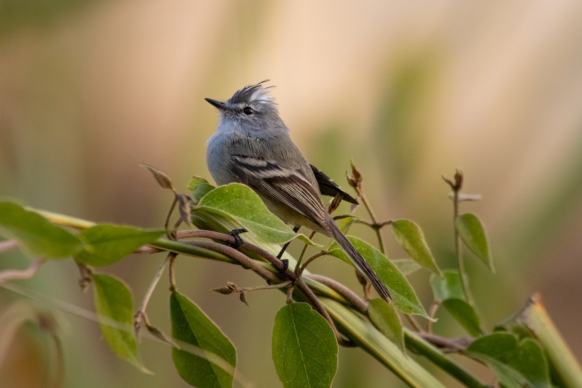 White-crested Tyrannulet - ML467524731