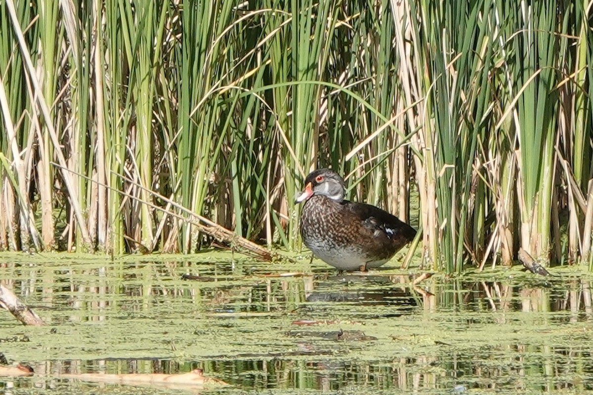 מנדרין אמריקני - ML467526301