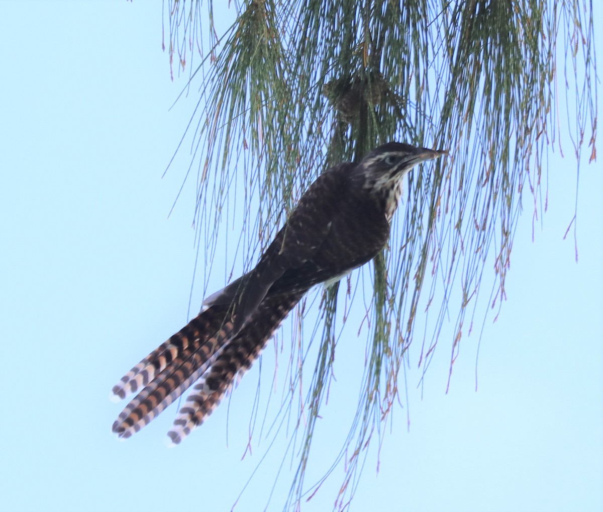 Long-tailed Koel - ML467526641