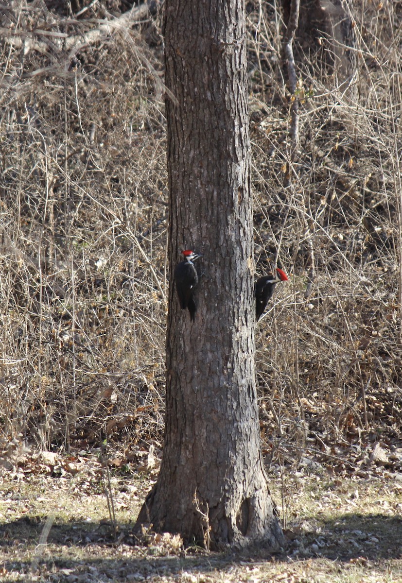 Pileated Woodpecker - ML46753091