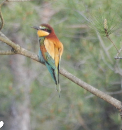 European Bee-eater - ML467531121