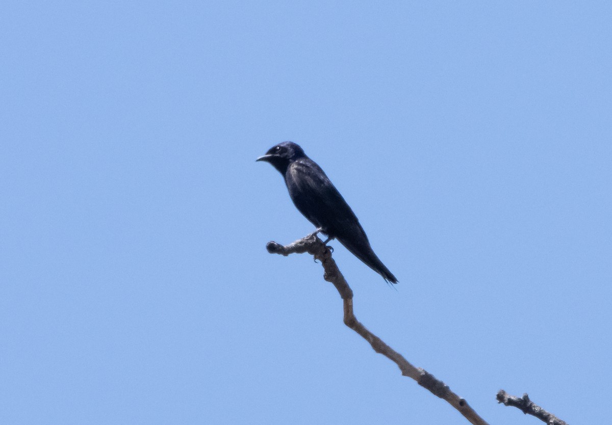 Purple Martin - ML467531171