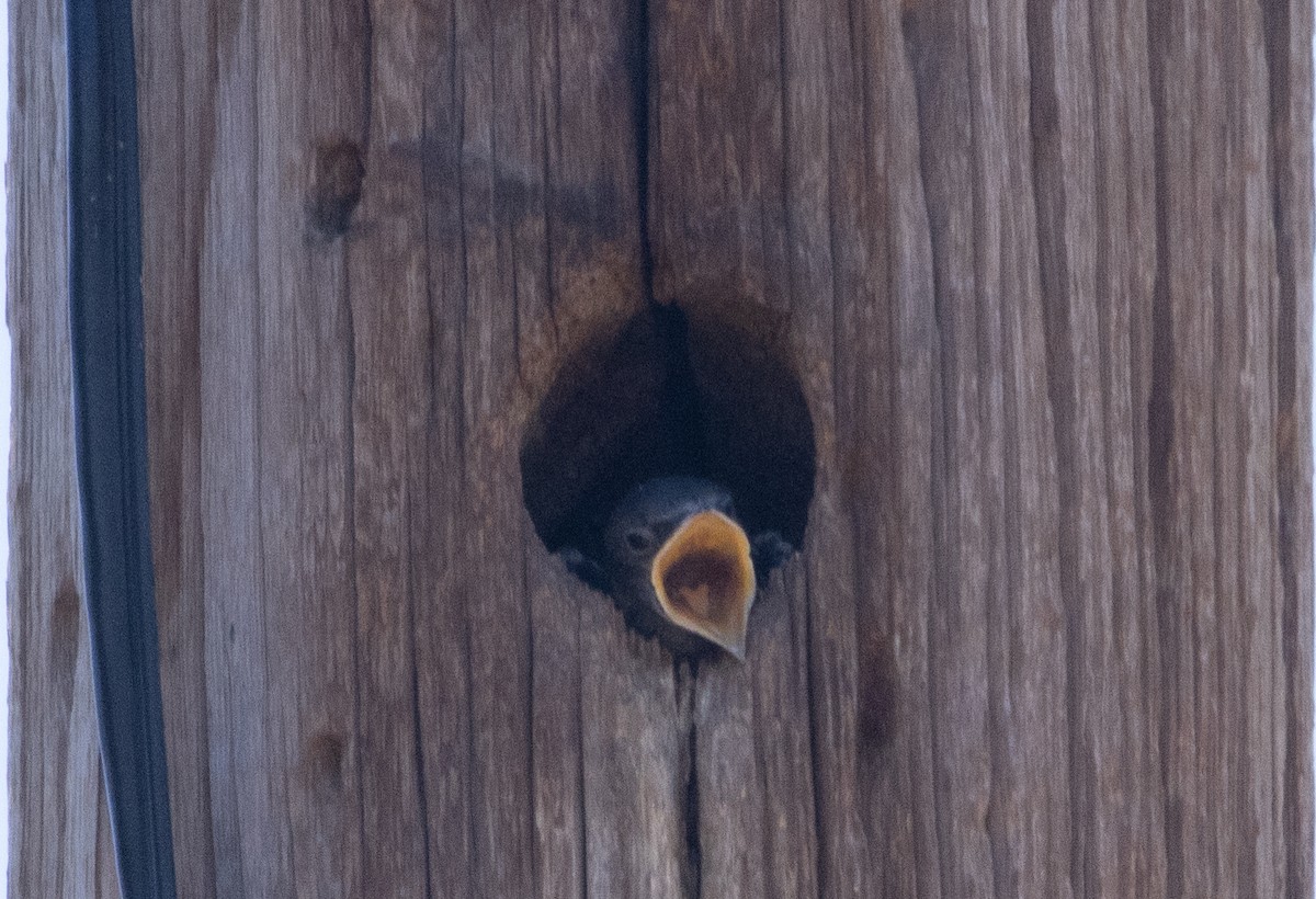 Purple Martin - ML467531181
