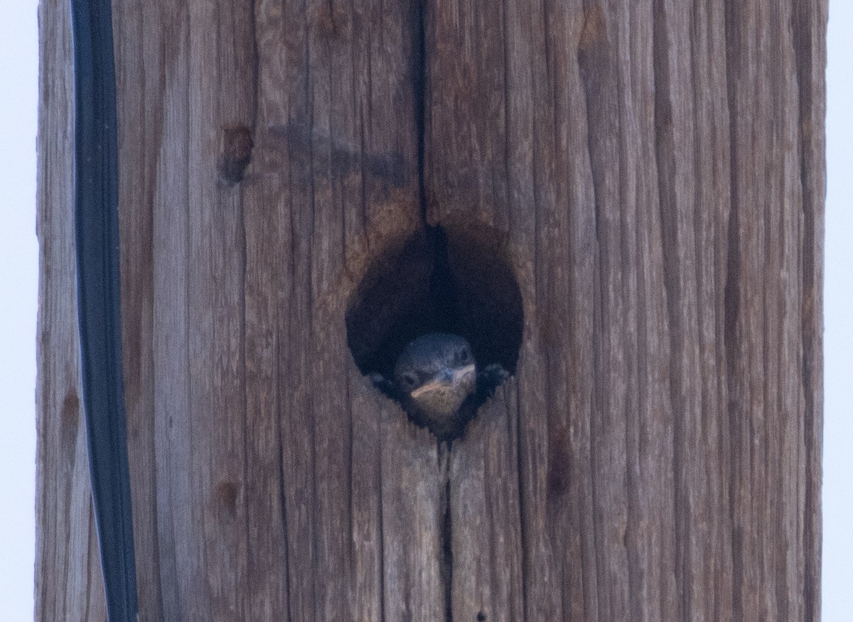 Purple Martin - ML467531191