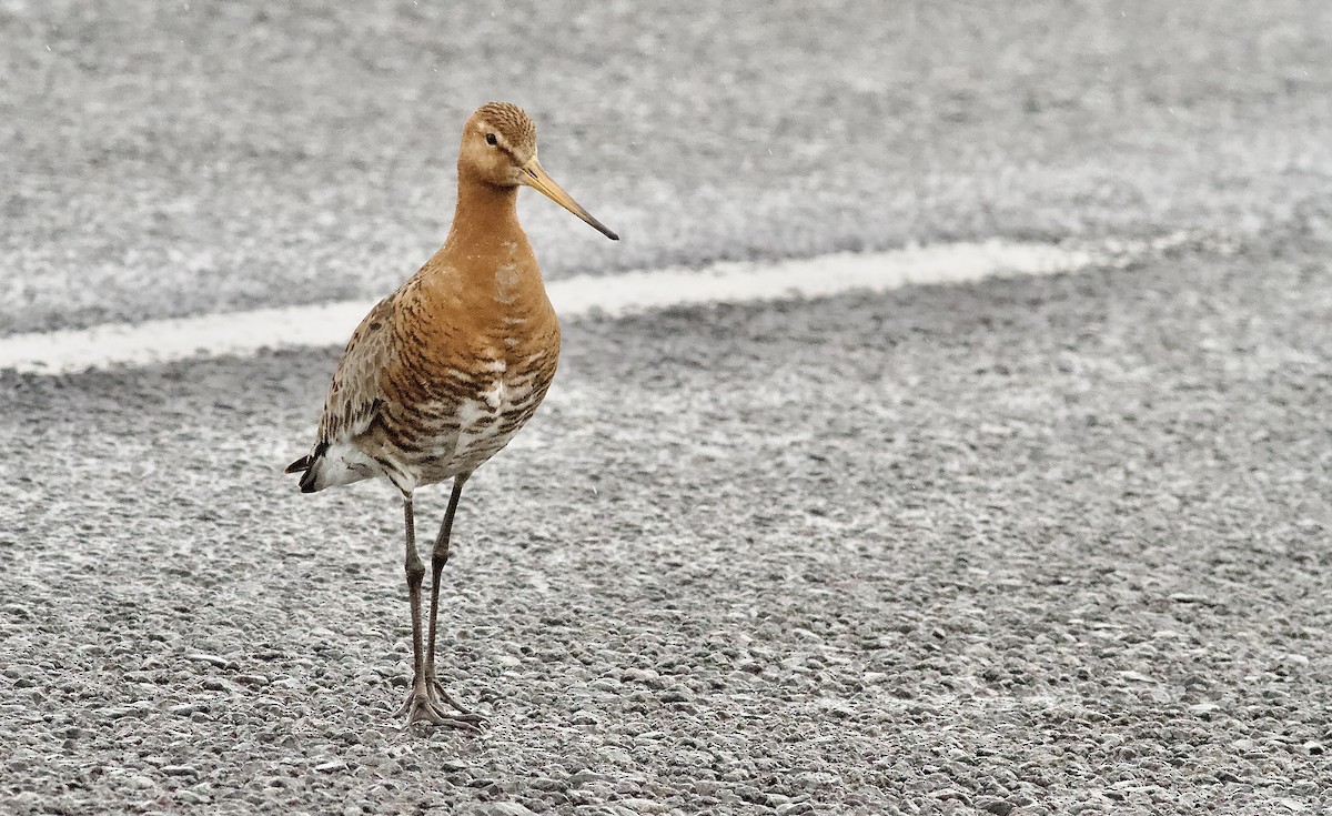 Black-tailed Godwit - ML467533391