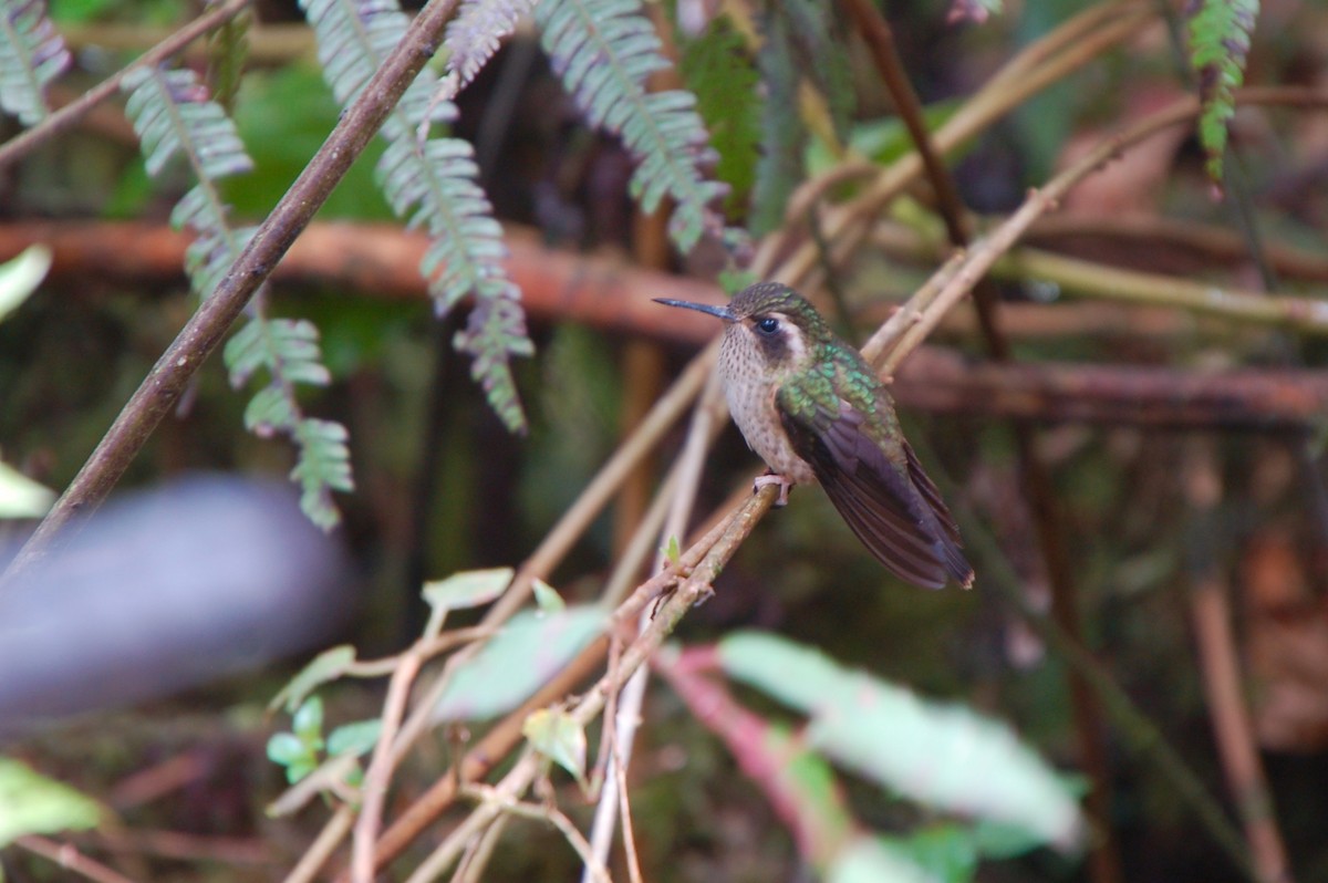 Speckled Hummingbird - Kendra Kocab