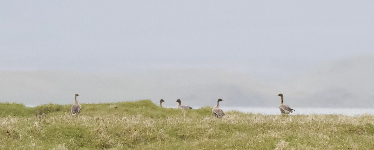 Pink-footed Goose - ML467535281