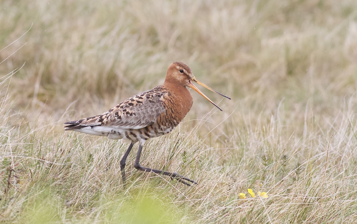 Black-tailed Godwit - ML467536241