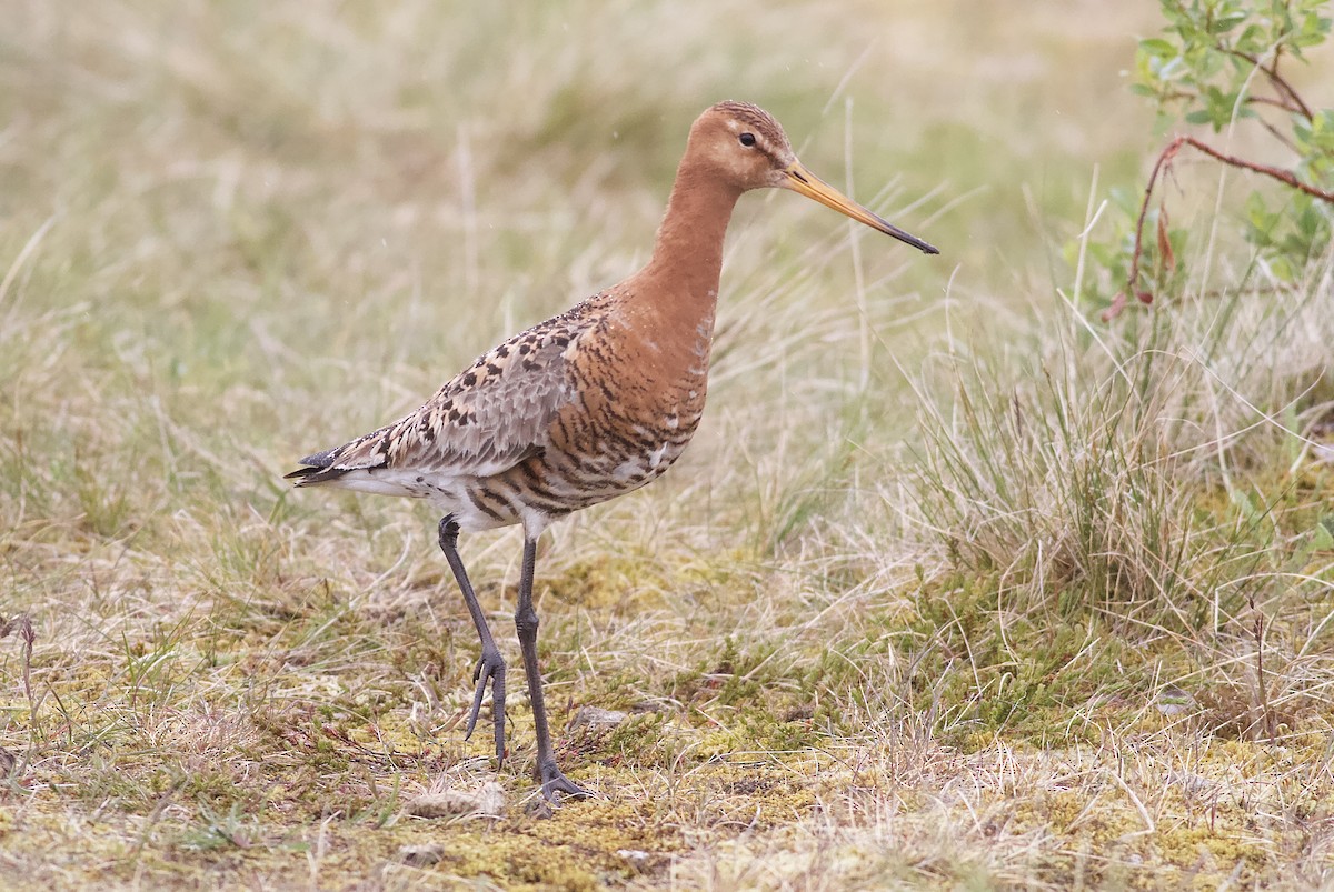 Black-tailed Godwit - ML467537631