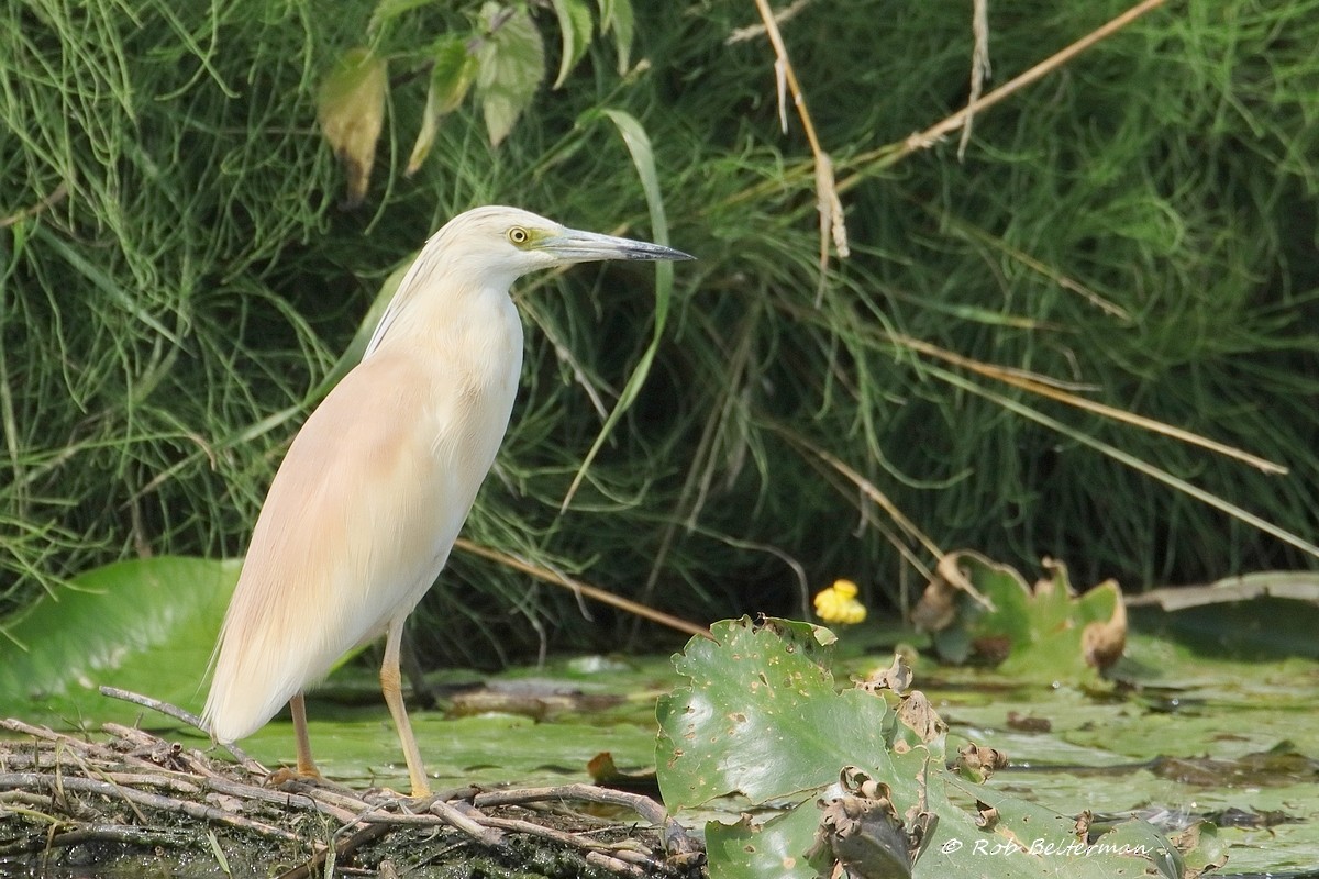 Squacco Heron - Rob Belterman