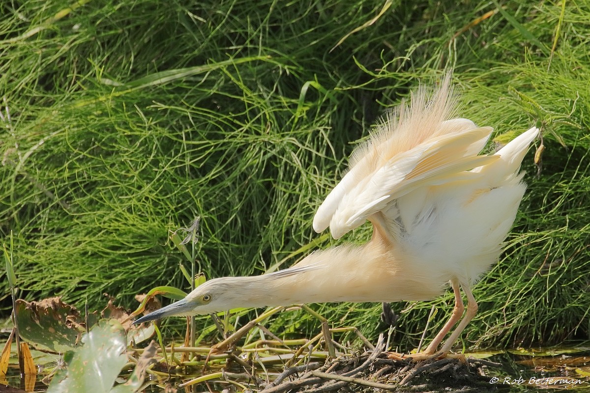 カンムリサギ - ML467537961