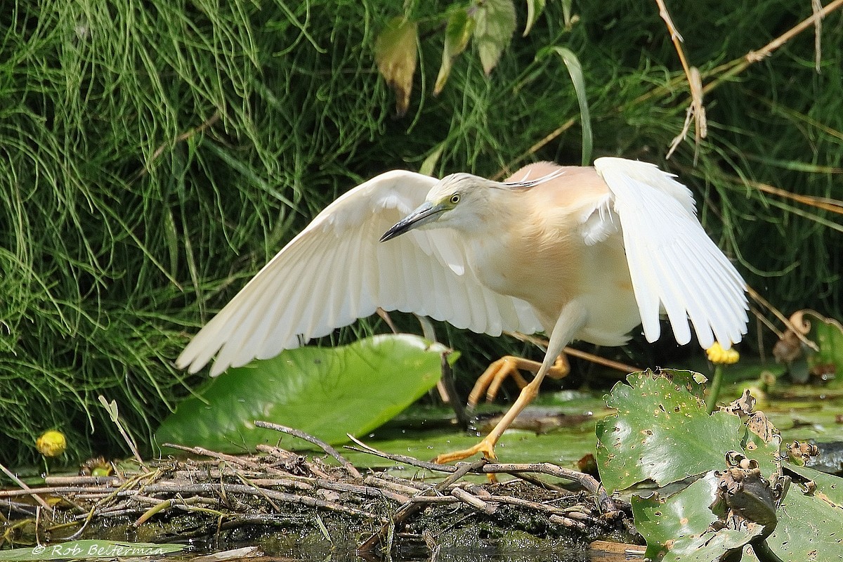 カンムリサギ - ML467537971