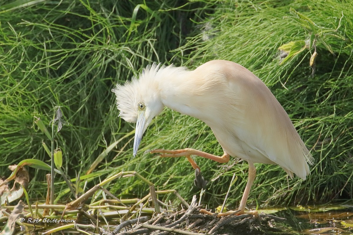 カンムリサギ - ML467537981