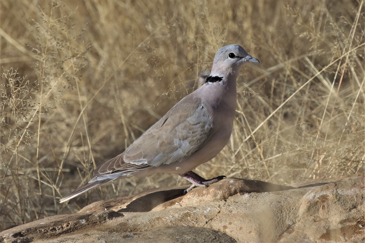 Ring-necked Dove - ML467538651