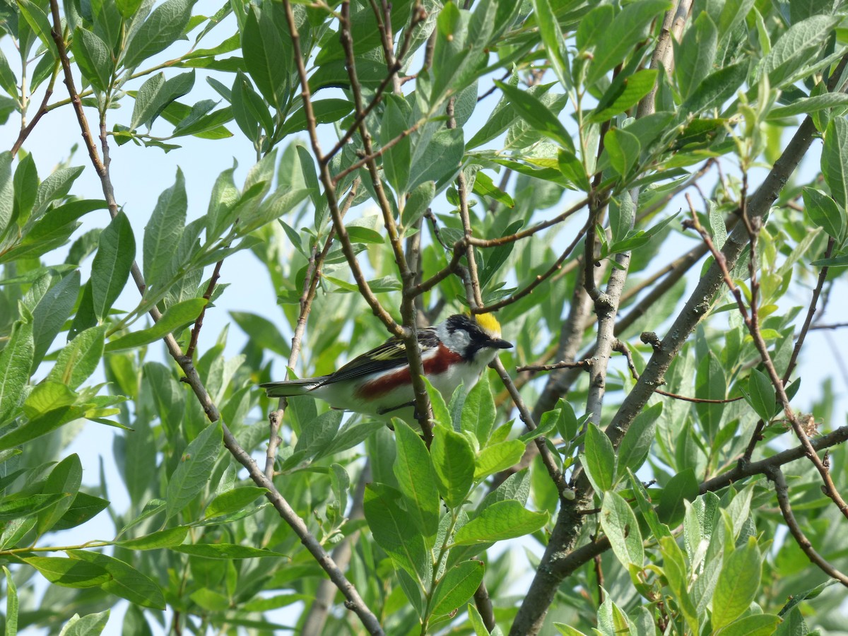 Chestnut-sided Warbler - ML467538661