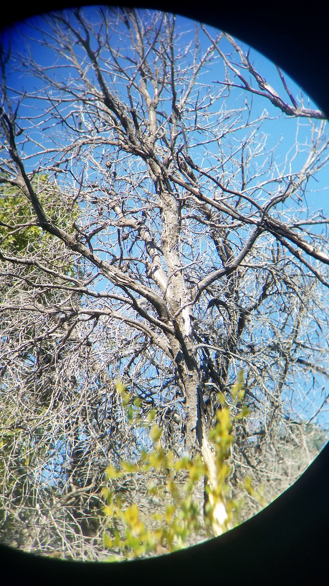 Oak Titmouse - ML467538711