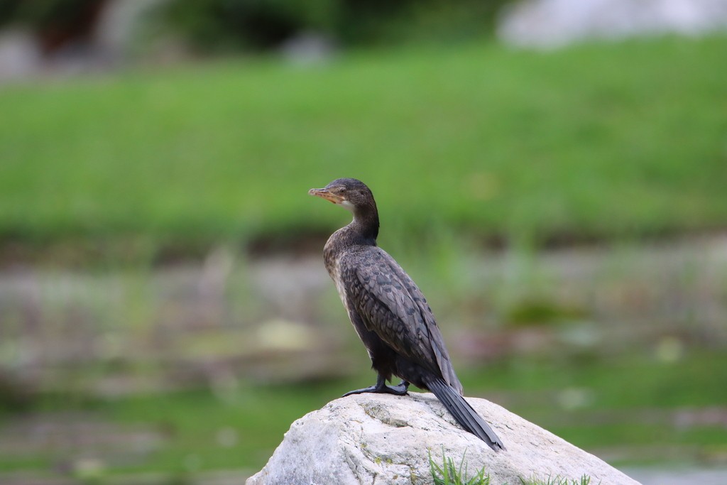 Long-tailed Cormorant - Benjamin Zerante