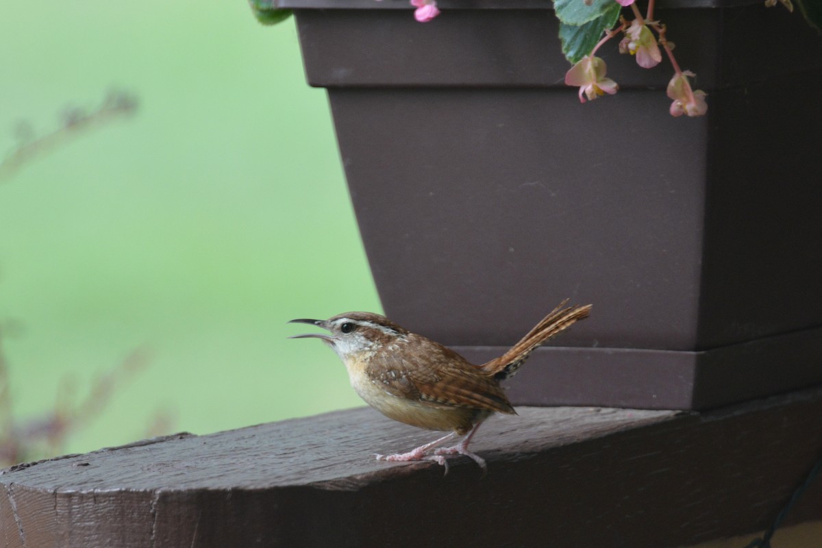 Carolina Wren - ML467539791