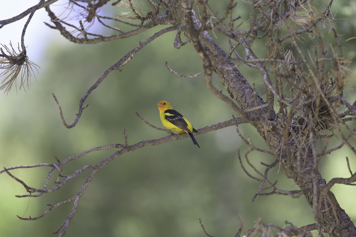 Western Tanager - ML467540571