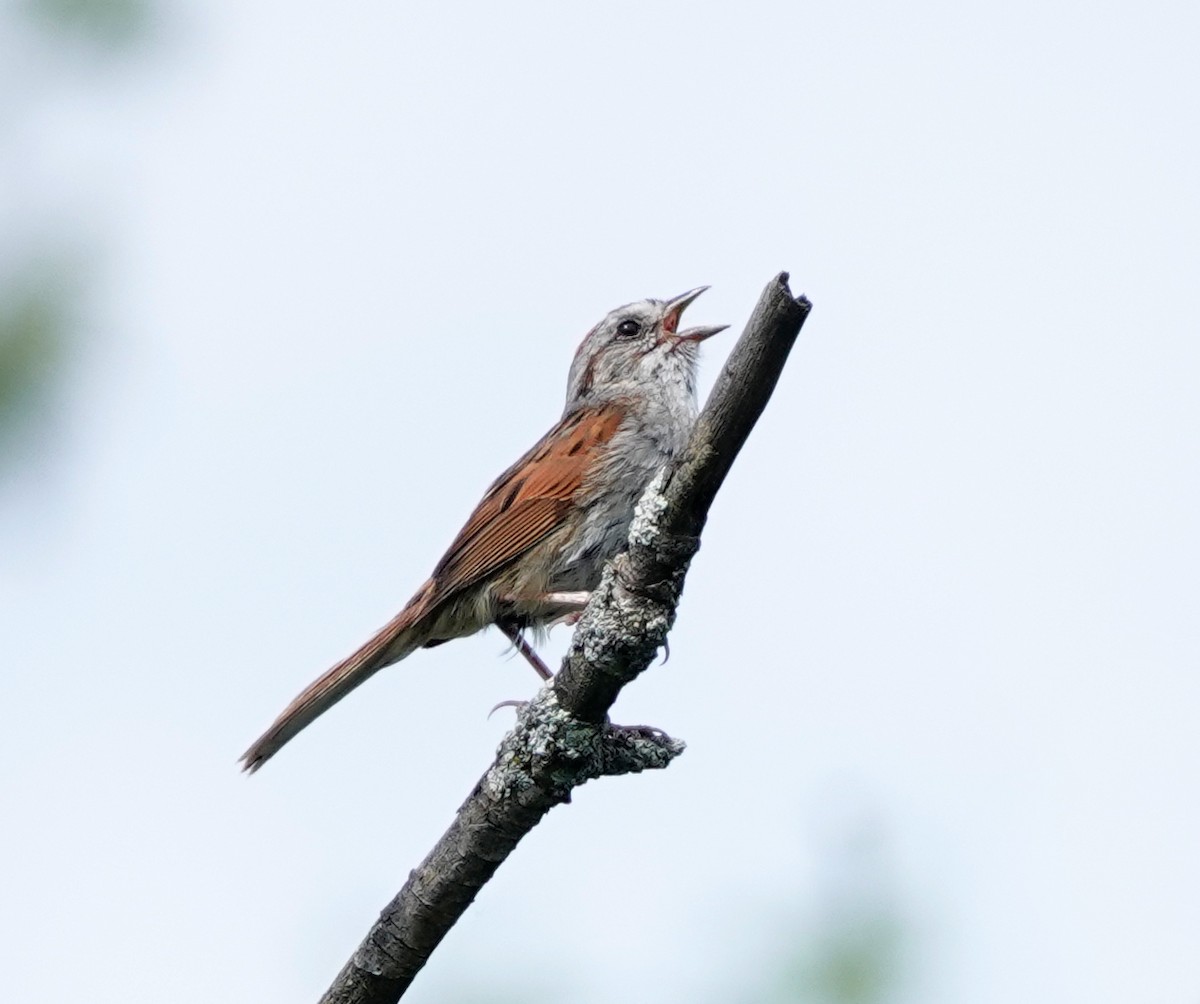 Swamp Sparrow - ML467540901