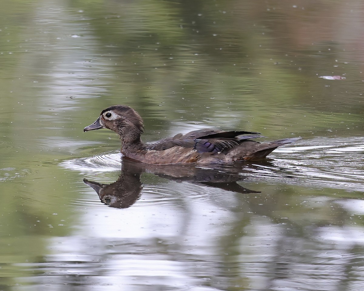 Wood Duck - ML467541351